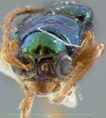 Media type: image; Entomology 18300   Aspect: head frontal view